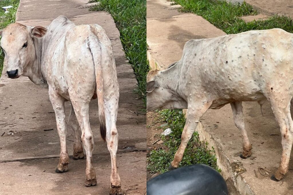 Ka masi ba shah ktah ha u khñiang jingpang Lumpy Skin Disease